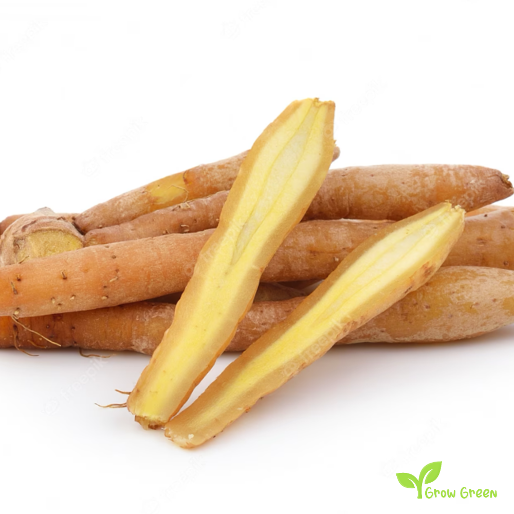 2 rhizome of Fingerroot - BOESENBERGIA ROTUNDA -Chinese keys + Gift 5 seeds of Sunflower