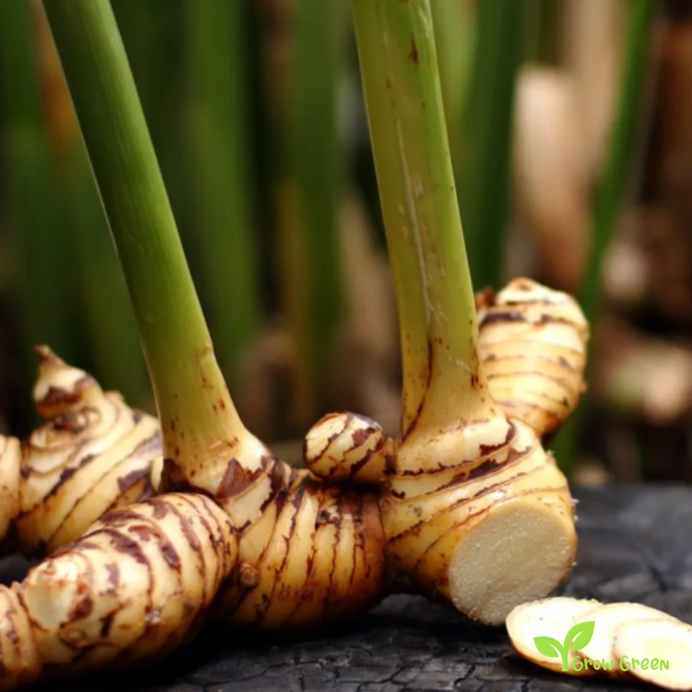 1 rhizome of Galangal - ALPINIA GALANGA + Gift 5 seeds of Sunflower