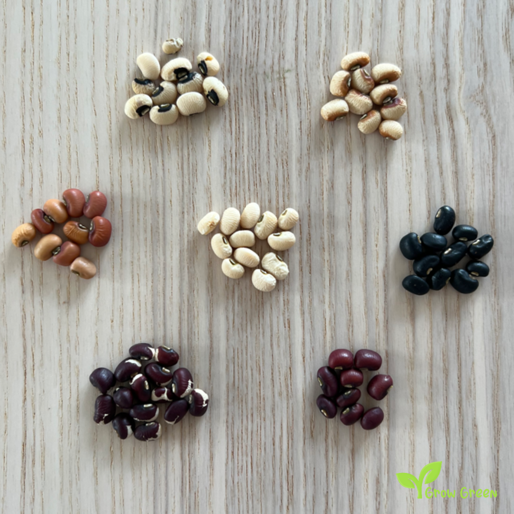 10 seeds of Crowder Bean Black - VIGNA UNGUICULATA - Cow Pea + Gift 5 seeds of Sunflower