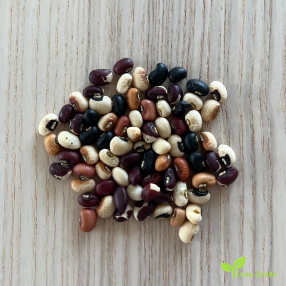 10 seeds of Crowder Bean White - VIGNA UNGUICULATA - Cow Pea + Gift 5 seeds of Sunflower