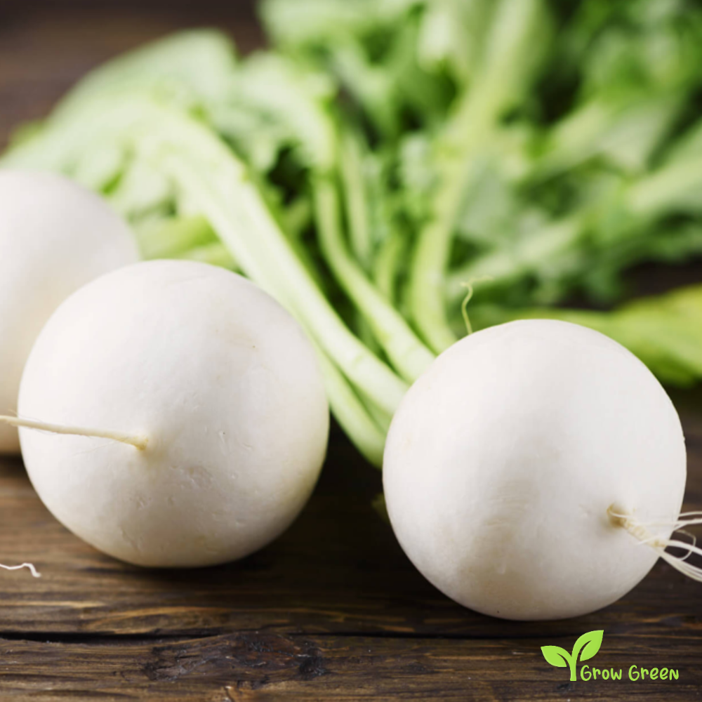 50 seeds of Turnip White - BRASSICA RAPA + Gift 5 seeds of Sunflower