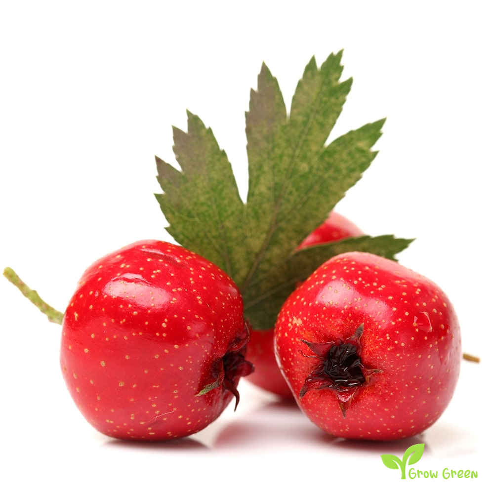 3 seeds of Chinese Mountain Hawthorn - CRATAEGUS PINNATIFIDA + Gift 5 seeds of Sunflower