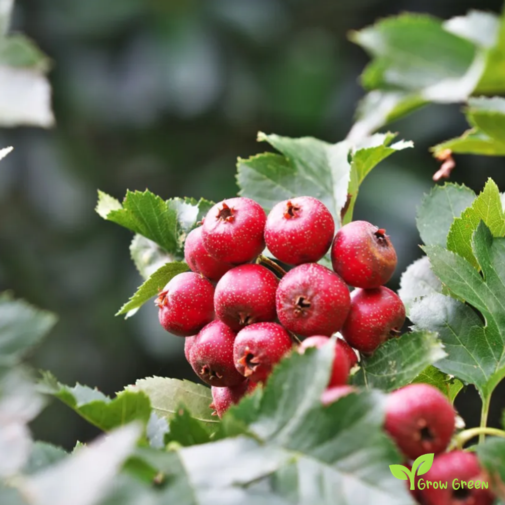 3 seeds of Chinese Mountain Hawthorn - CRATAEGUS PINNATIFIDA + Gift 5 seeds of Sunflower