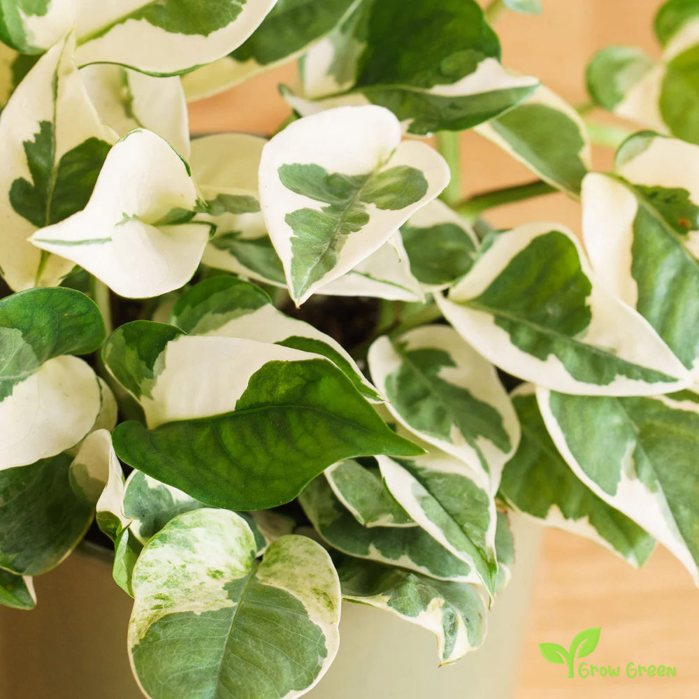 1 Rooted cutting node of Pothos Njoy Plant- EPIPREMNUM AUREUM + Gift 5 seeds of Sunflower