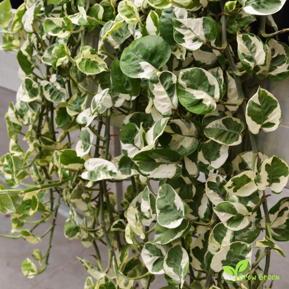 1 Rooted cutting node of Pothos Njoy Plant- EPIPREMNUM AUREUM + Gift 5 seeds of Sunflower