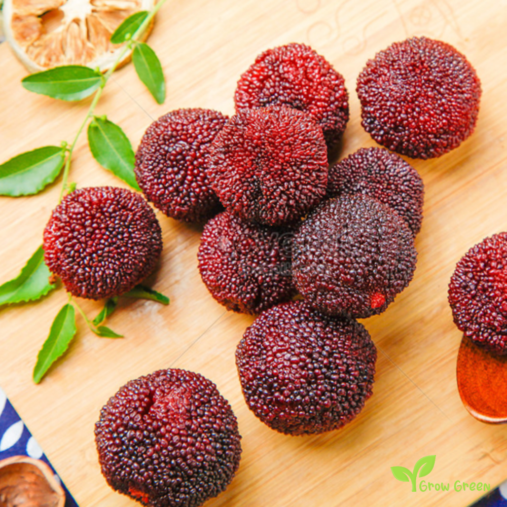 3 seeds of Waxberry - MYRICA RUBRA - Chinese Strawberry - Bayberry + Gift 5 seeds of Sunflower