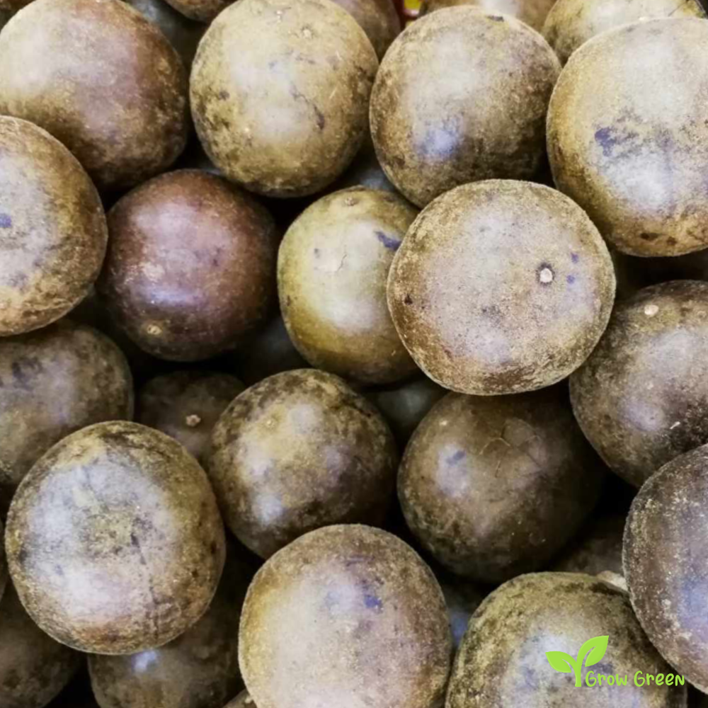 2 seeds of Monk fruit - SIRAITIA GROSVENORII - Luohan Guo + Gift 5 seeds of Sunflower