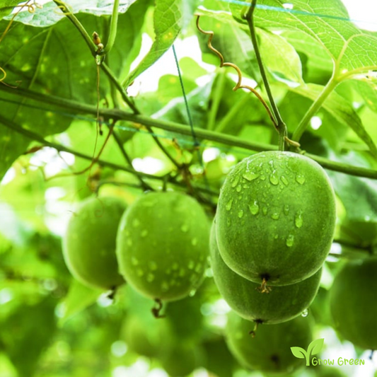 2 seeds of Monk fruit - SIRAITIA GROSVENORII - Luohan Guo + Gift 5 seeds of Sunflower