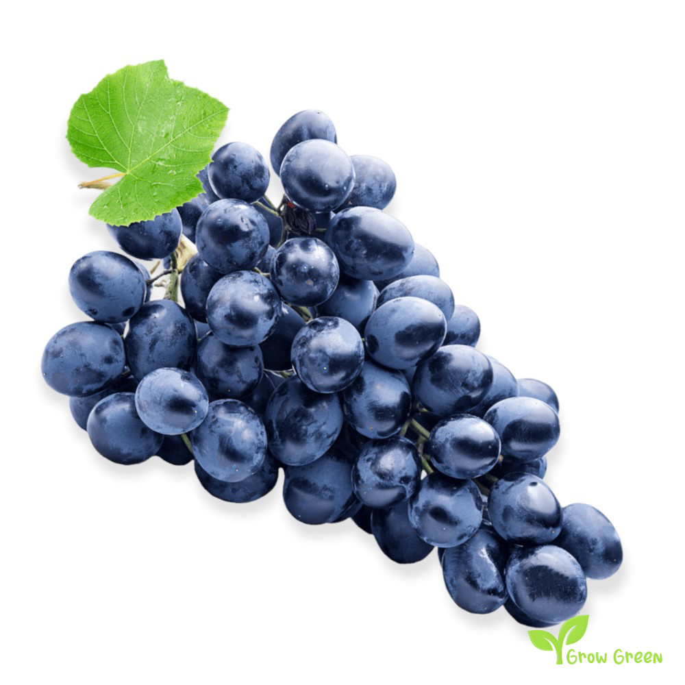 10 seeds of Concord Grape - VITIS LABRUSCA - Fox Grapevine + Gift 5 seeds of Sunflower