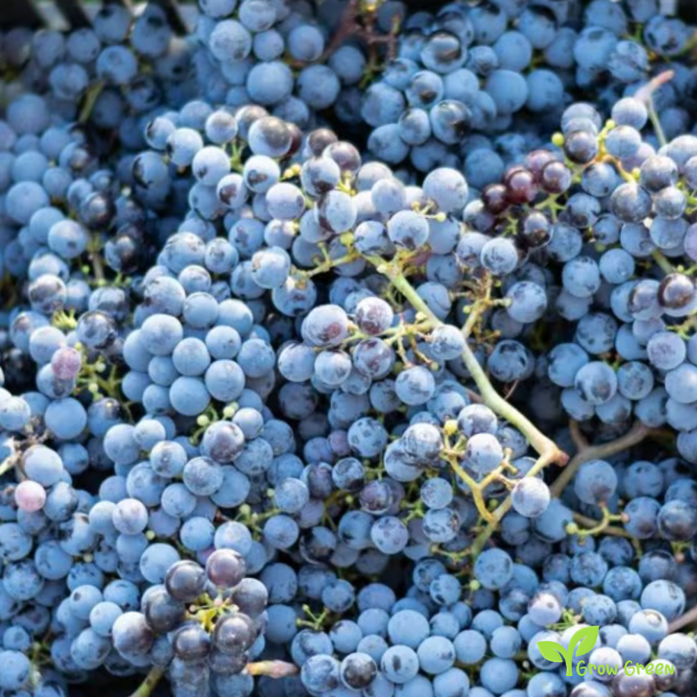 10 seeds of Concord Grape - VITIS LABRUSCA - Fox Grapevine + Gift 5 seeds of Sunflower