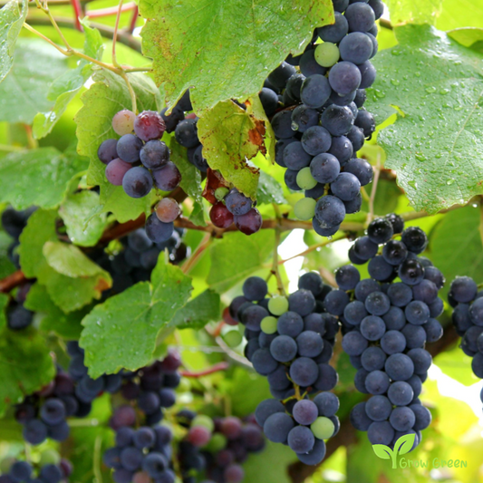 10 seeds of Concord Grape - VITIS LABRUSCA - Fox Grapevine + Gift 5 seeds of Sunflower