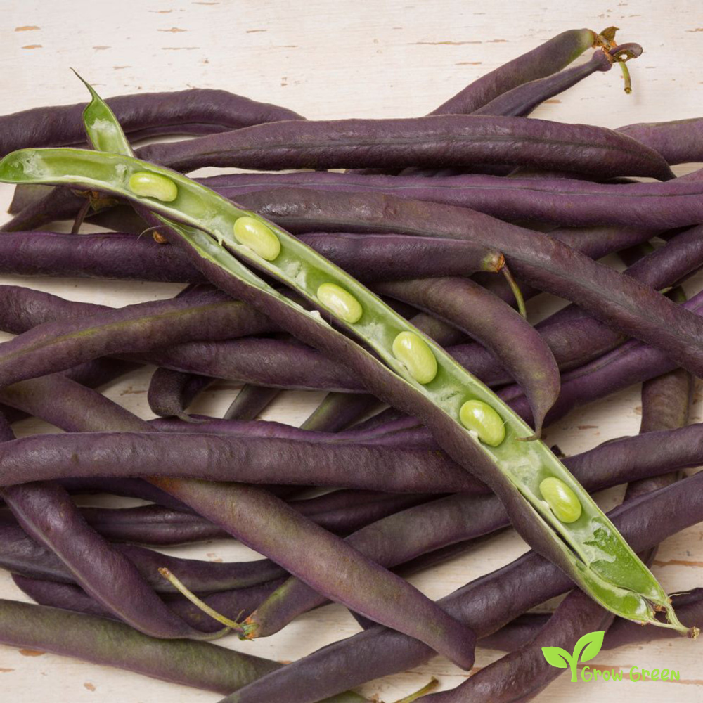 5 seeds of Dwarf French Purple Bean - PHASEOLUS VULGARIS + Gift 5 seeds of Sunflower