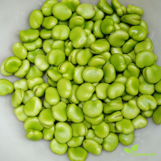 20 seeds of Broad Bean - VICIA FABA - Fava Bean + Gift 5 seeds of Sunflower
