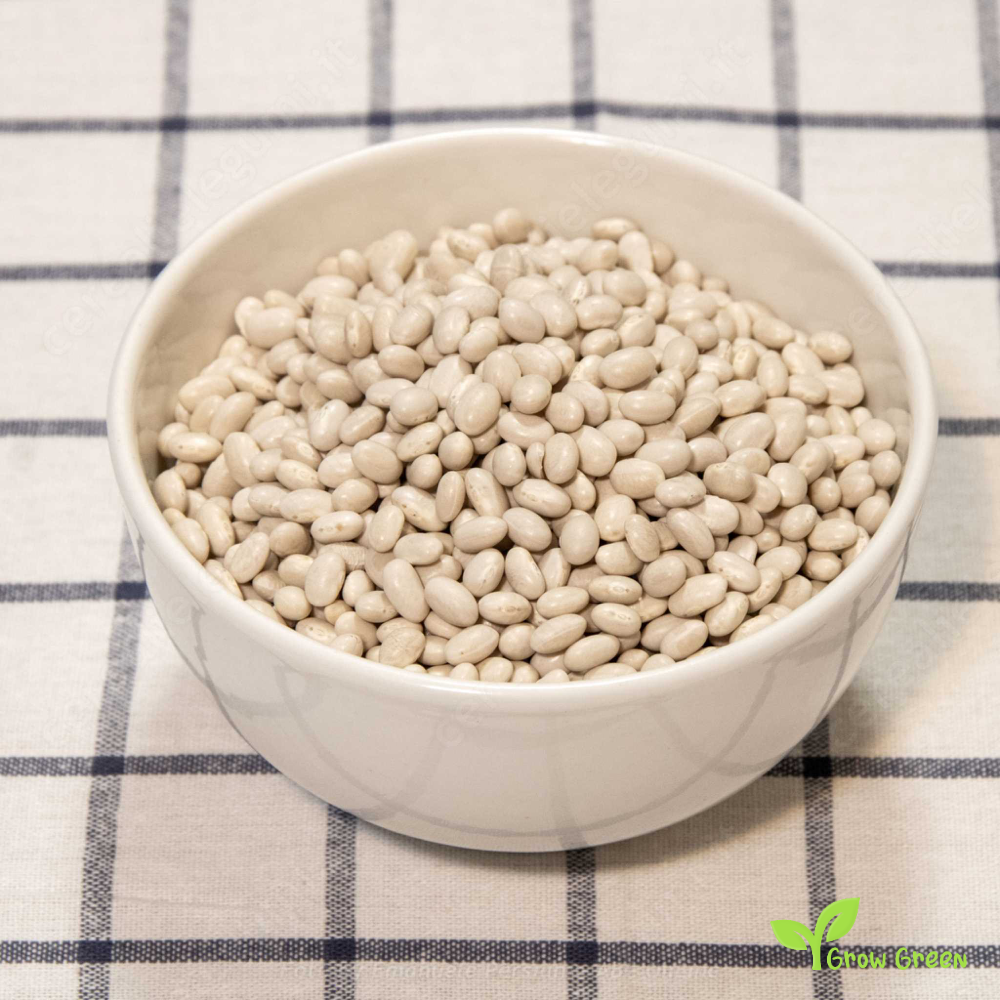 30 seeds of Tondini Beans - PHASEOLUS VULGARIS - Fagioli + Gift 5 seeds of Sunflower