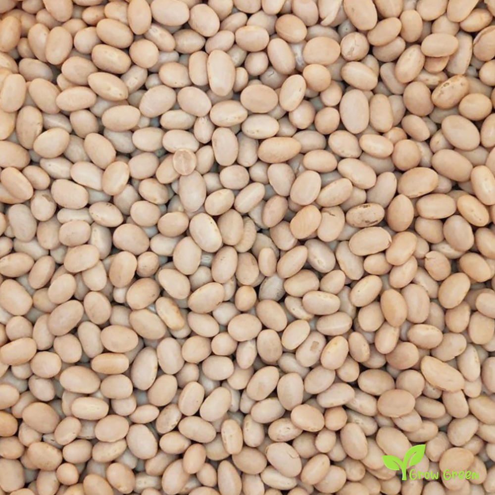 30 seeds of Tondini Beans - PHASEOLUS VULGARIS - Fagioli + Gift 5 seeds of Sunflower