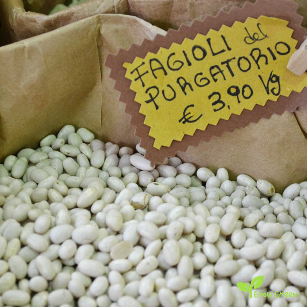 30 seeds of Purgatorio Beans - PHASEOLUS VULGARIS - Fagioli + Gift 5 seeds of Sunflower
