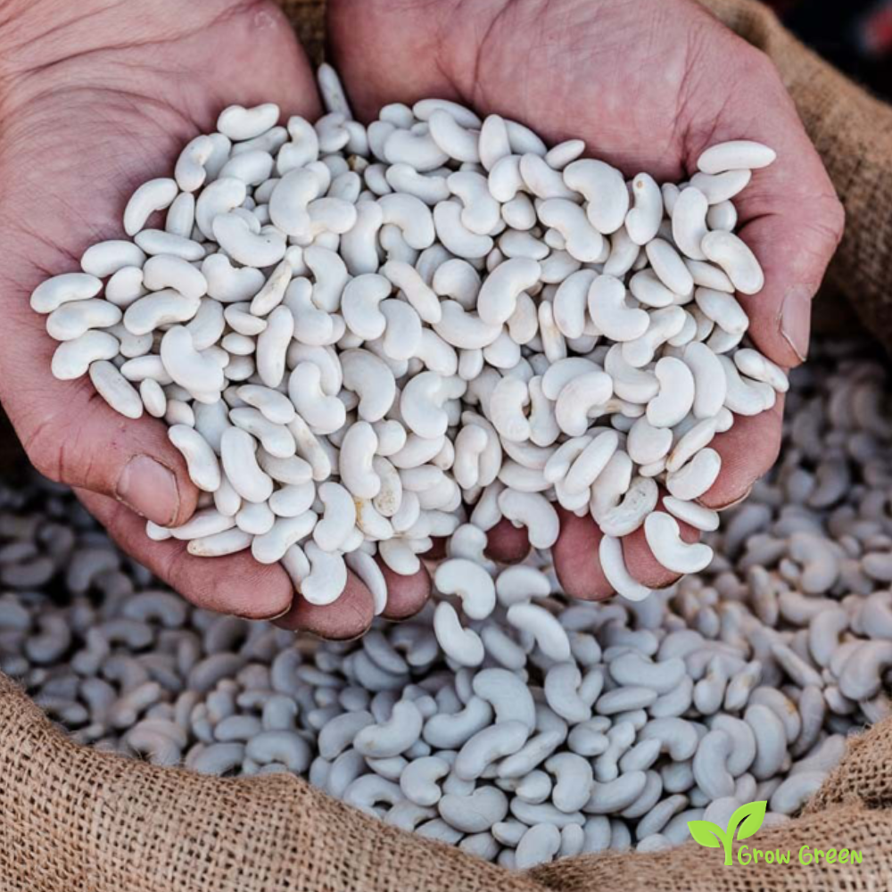 20 seeds of Mongeta del Ganxet Beans - PHASEOLUS VULGARIS + Gift 5 seeds of Sunflower