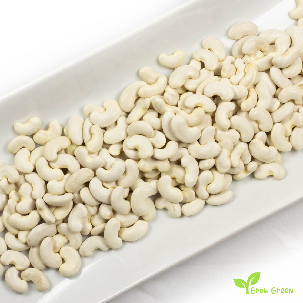 20 seeds of Mongeta del Ganxet Beans - PHASEOLUS VULGARIS + Gift 5 seeds of Sunflower