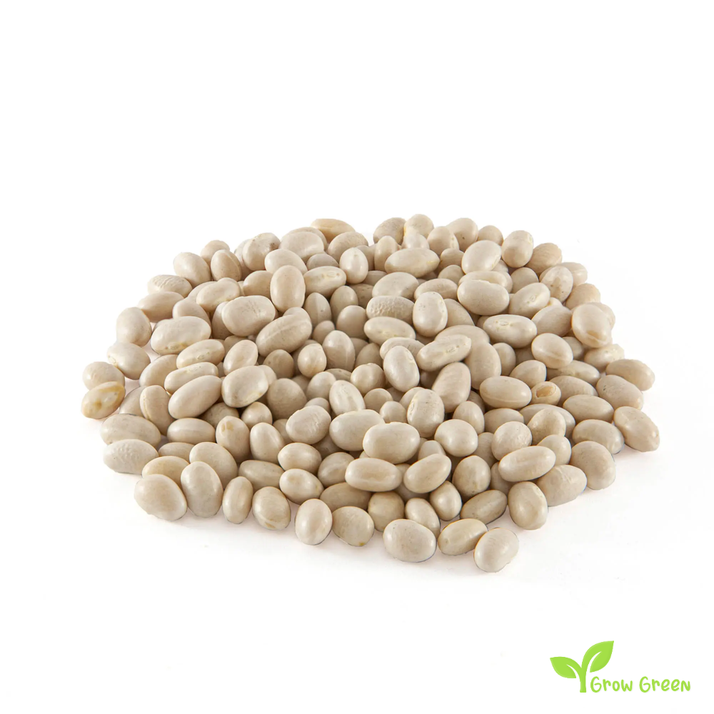 20 seeds of Mongeta Santa Pau Beans - PHASEOLUS VULGARIS - Fesols + Gift 5 seeds of Sunflower