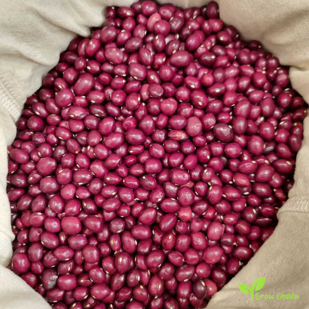 20 seeds of Mongeta Tolosana Roig Beans seeds - PHASEOLUS VULGARIS + Gift 5 seeds of Sunflower