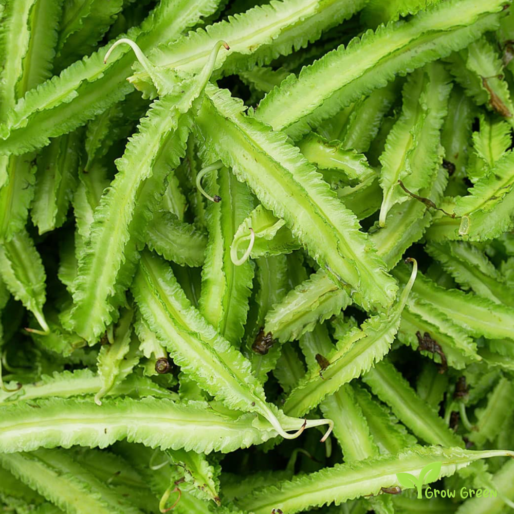 3 seeds of Winged Bean - PSOPHOCARPUS TETRAGONOLOBUS + Gift 5 seeds of Sunflower