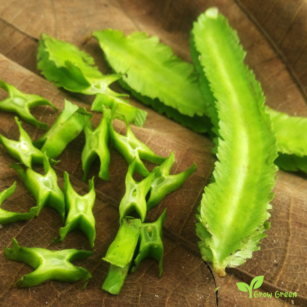 3 seeds of Winged Bean - PSOPHOCARPUS TETRAGONOLOBUS + Gift 5 seeds of Sunflower