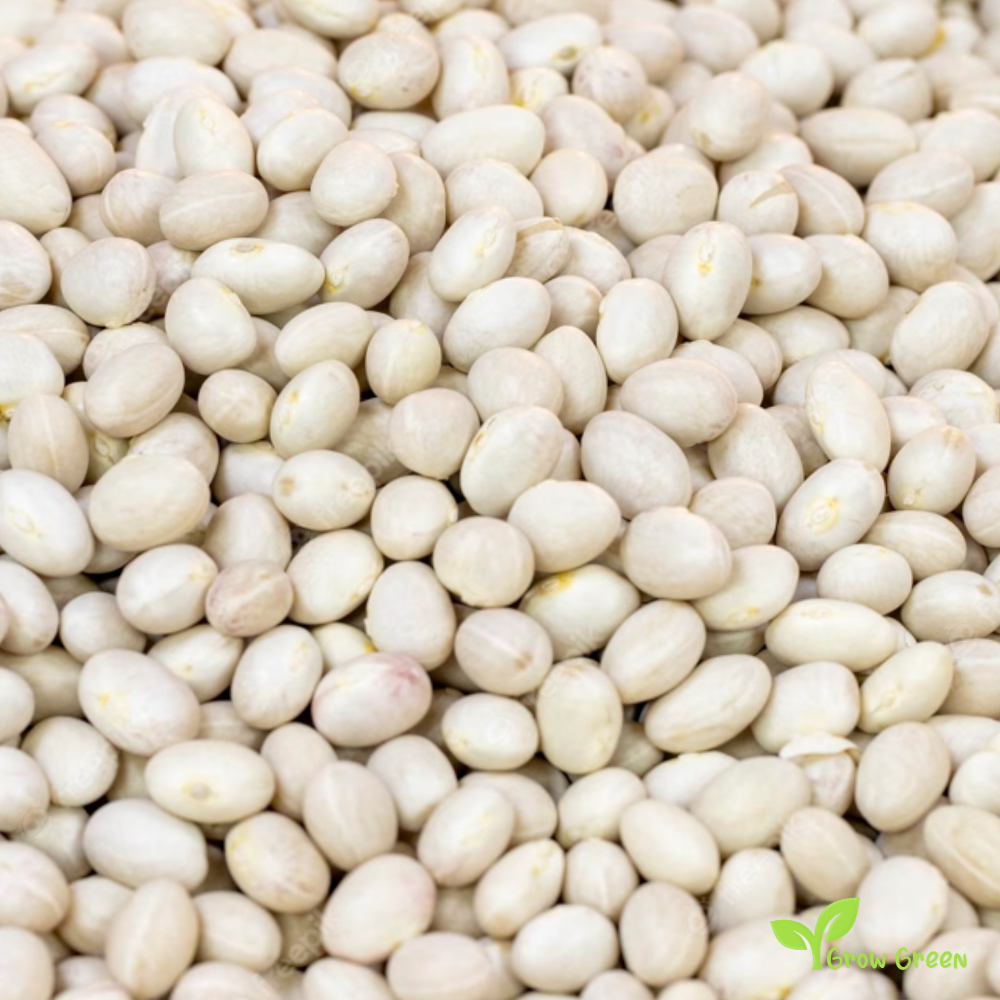 50 seeds of Ispir Bean - PHASEOLUS VULGARIS - Navy Bean + Gift 5 seeds of Sunflower