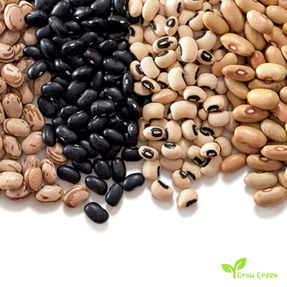 50 seeds of Ispir Bean - PHASEOLUS VULGARIS - Navy Bean + Gift 5 seeds of Sunflower