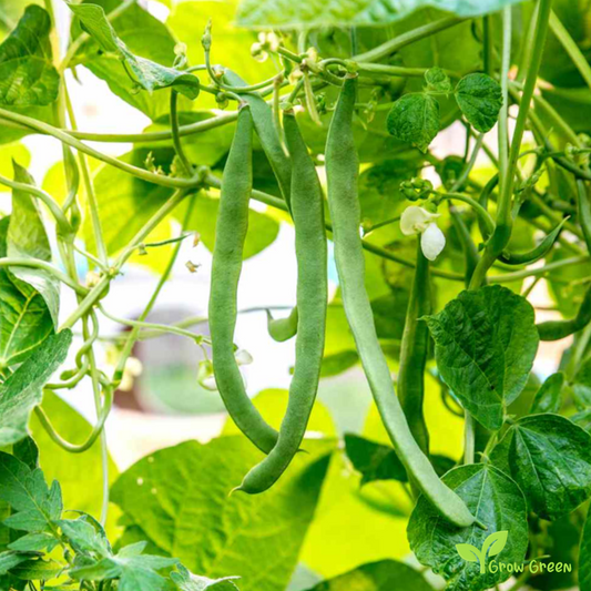 50 seeds of Ispir Bean - PHASEOLUS VULGARIS - Navy Bean + Gift 5 seeds of Sunflower