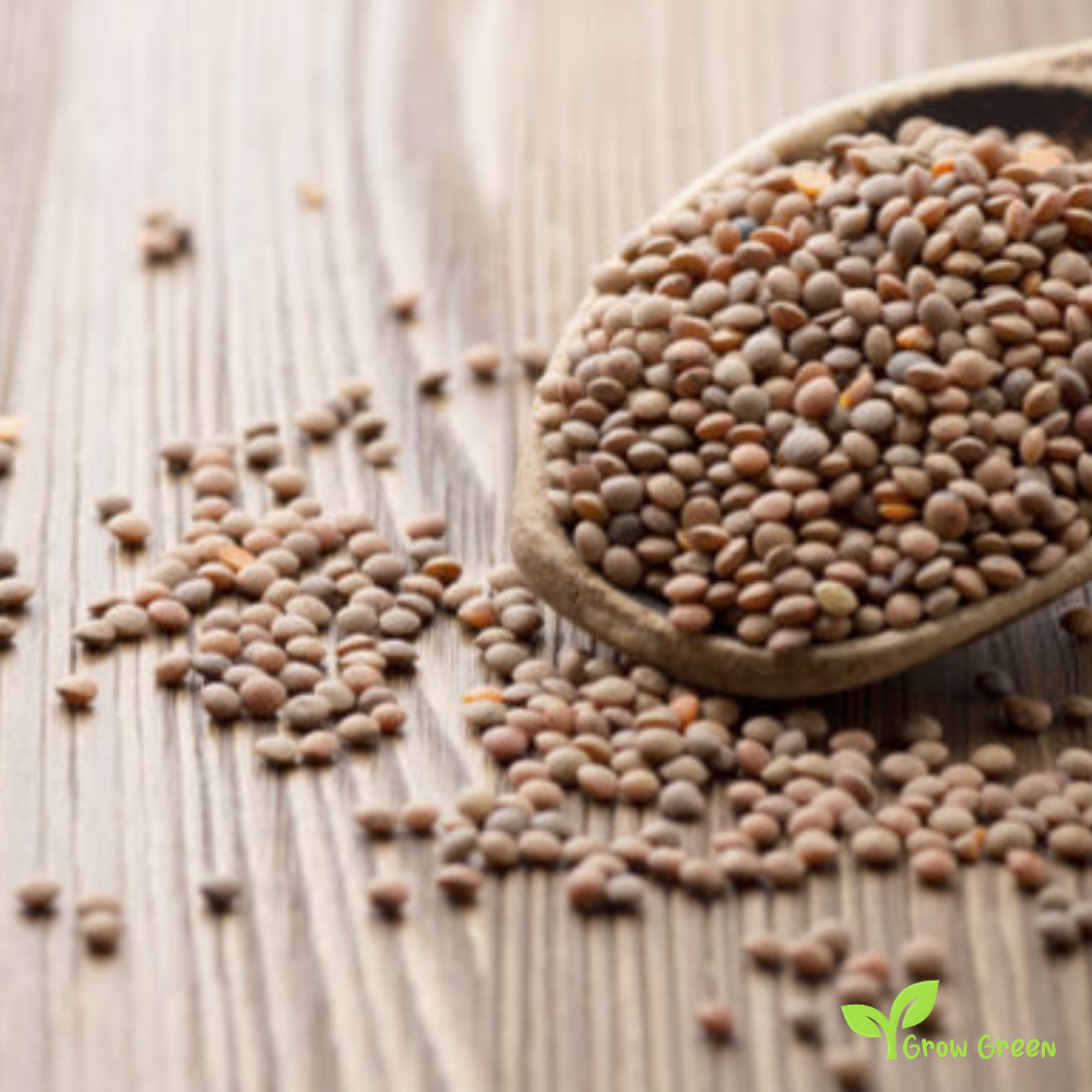 50 seeds of Lentils Altipiani Colfiorito - PHASEOLUS VULGARIS + Gift 5 seeds of Sunflower