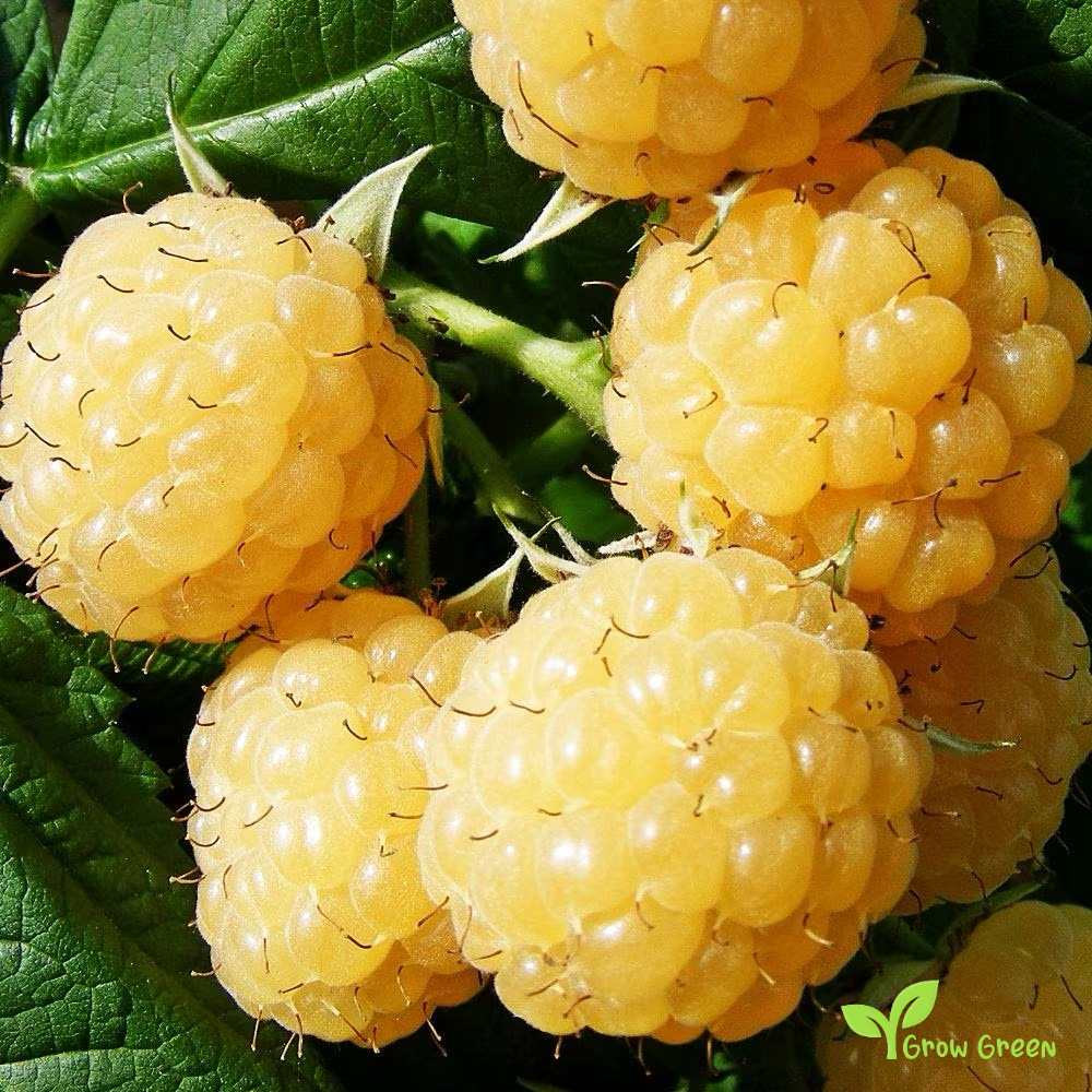 5 seeds of Yellow Raspberry - RUBUS IDAEUS + Gift 5 seeds of Sunflower