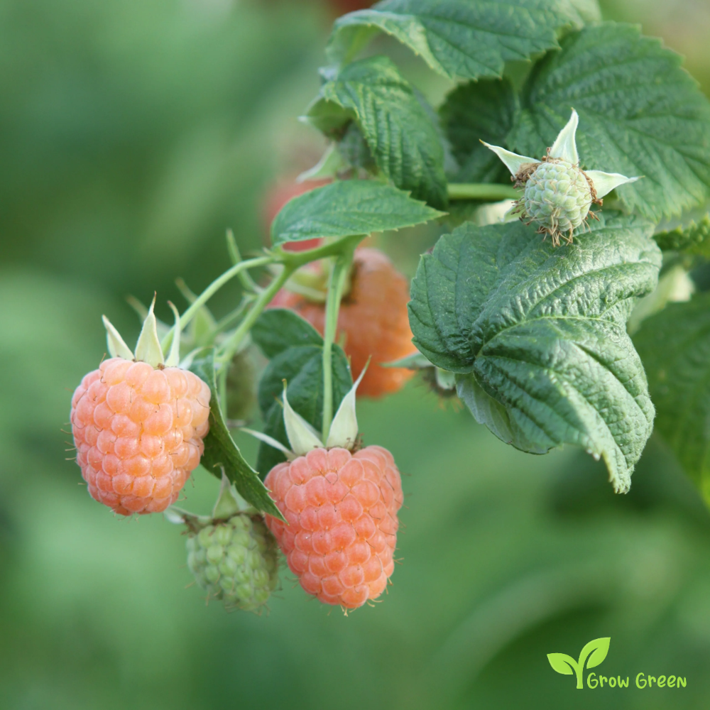 5 seeds of Pink Raspberry - RUBUS IDAEUS + Gift 5 seeds of Sunflower