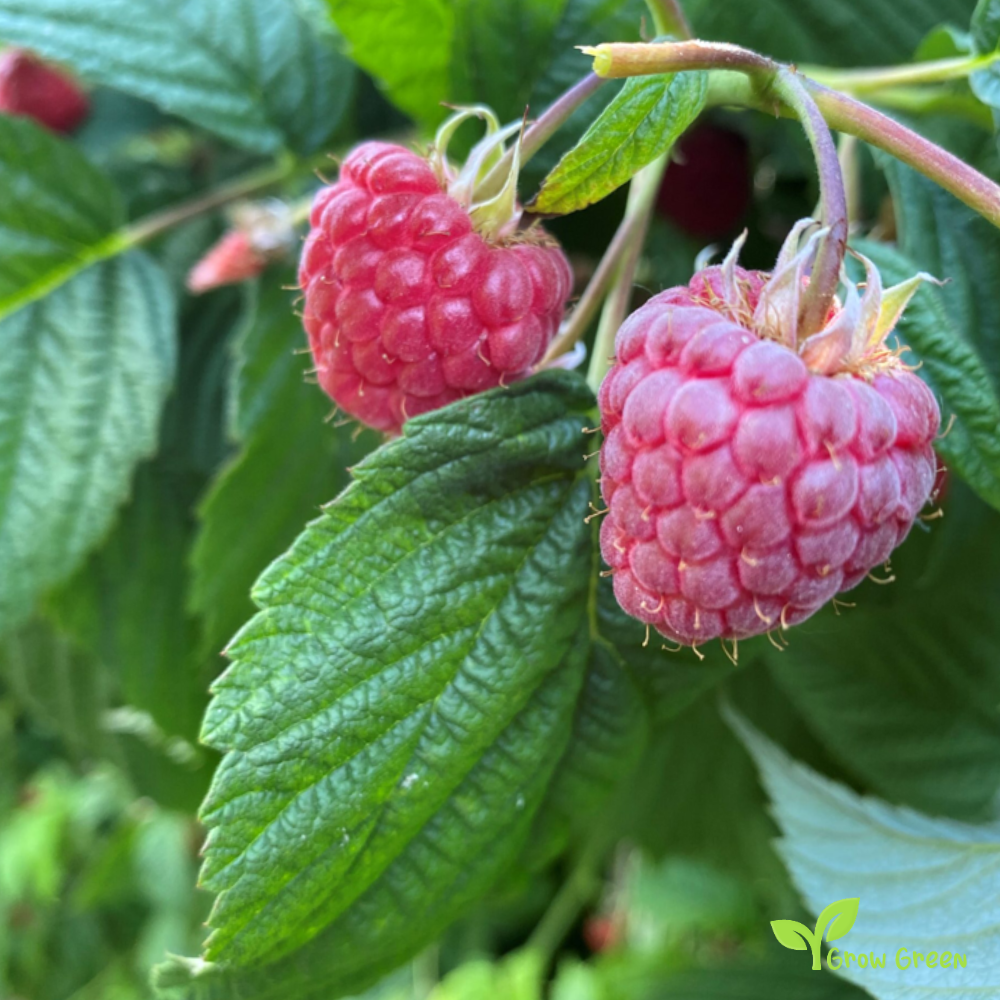 5 seeds of Pink Raspberry - RUBUS IDAEUS + Gift 5 seeds of Sunflower
