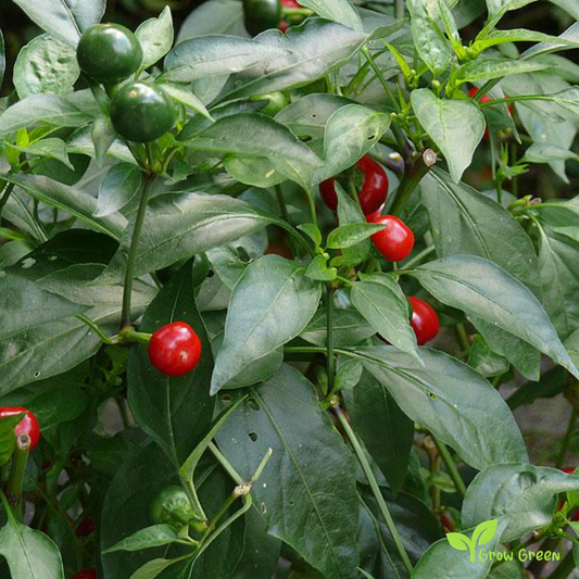 10 seeds of Coccinella Chilli Pepper - CAPSICUM ANNUUM + Gift 5 seeds of Sunflower