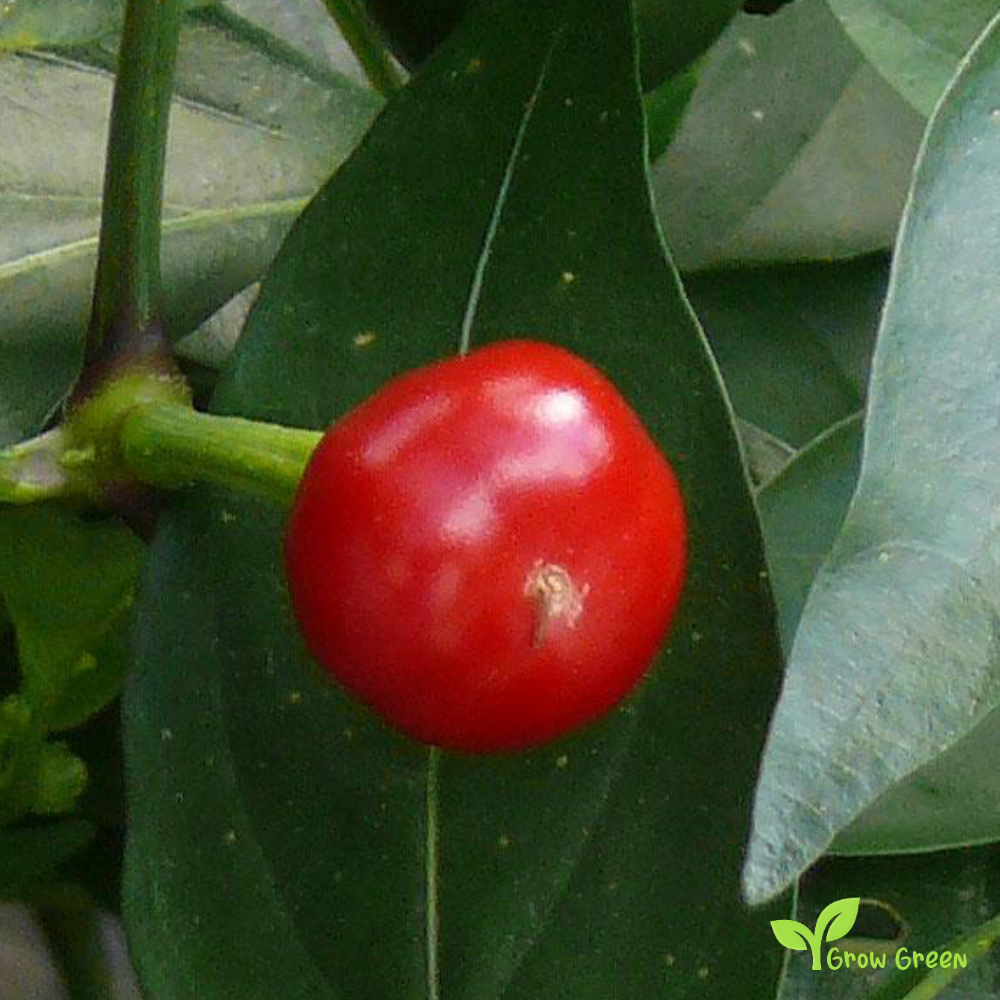 10 seeds of Coccinella Chilli Pepper - CAPSICUM ANNUUM + Gift 5 seeds of Sunflower
