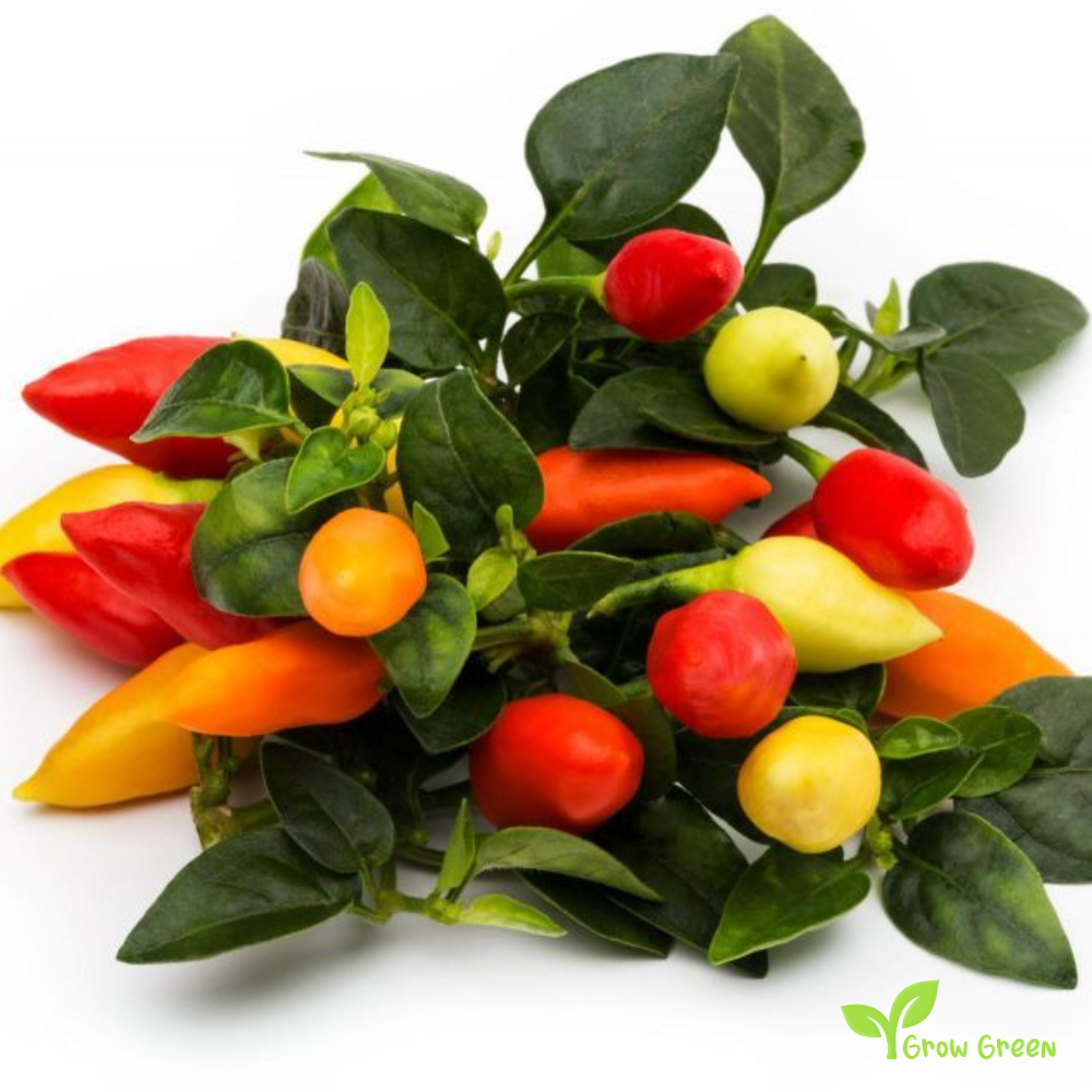 10 seeds of Mechico Chilli Pepper - CAPSICUM ANNUUM + Gift 5 seeds of Sunflower