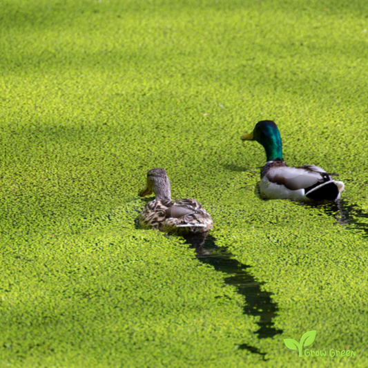 30 Floating live plants - LEMNOIDEAE - Water Lentils  + Gift 5 seeds of Sunflower
