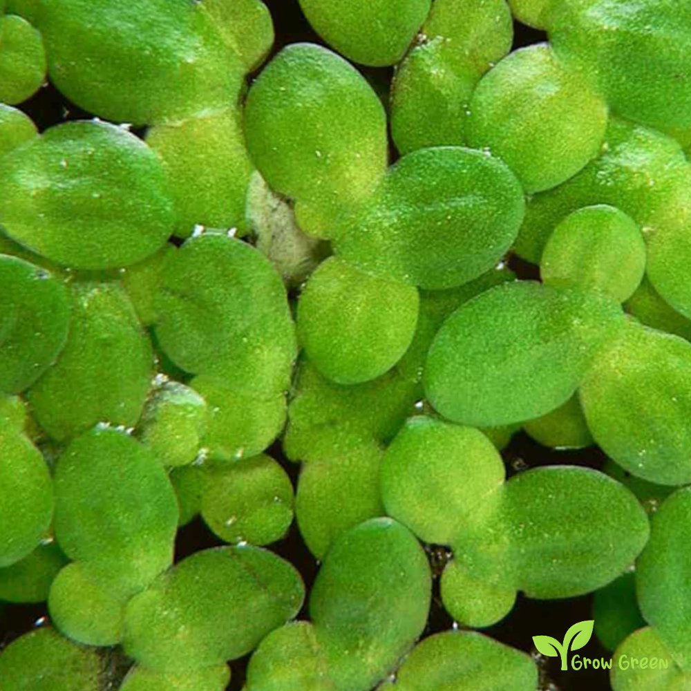 30 Floating live plants - LEMNOIDEAE - Water Lentils  + Gift 5 seeds of Sunflower
