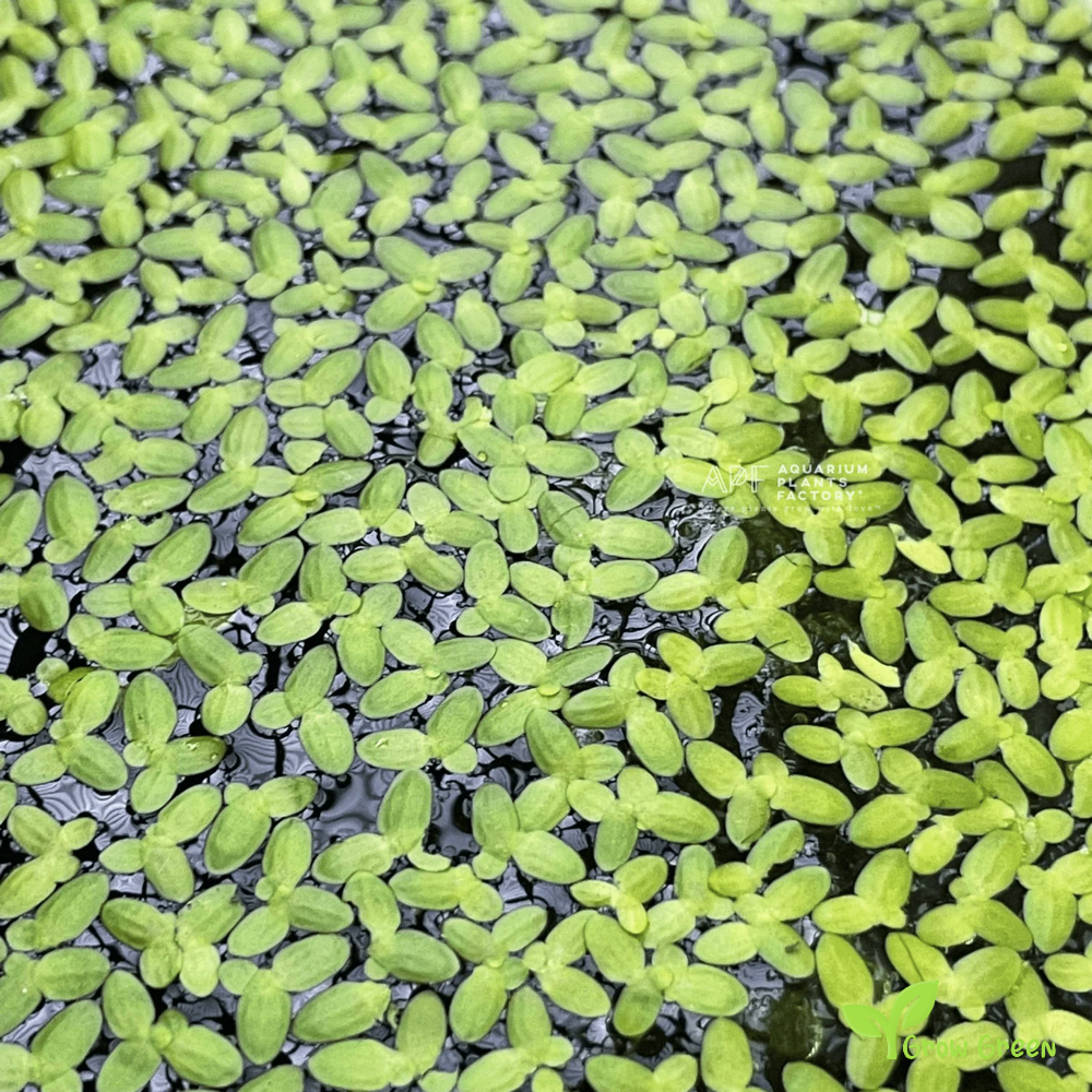 30 Floating live plants - LEMNOIDEAE - Water Lentils  + Gift 5 seeds of Sunflower