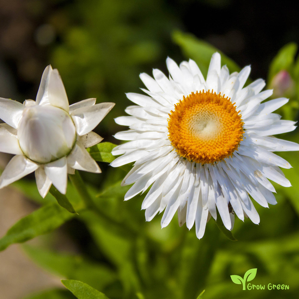 30 seeds of White Strawflower - XEROCHRYSUM BRACTEATUM + Gift 5 seeds of Sunflower