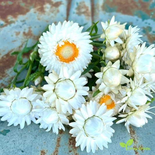 30 seeds of White Strawflower - XEROCHRYSUM BRACTEATUM + Gift 5 seeds of Sunflower