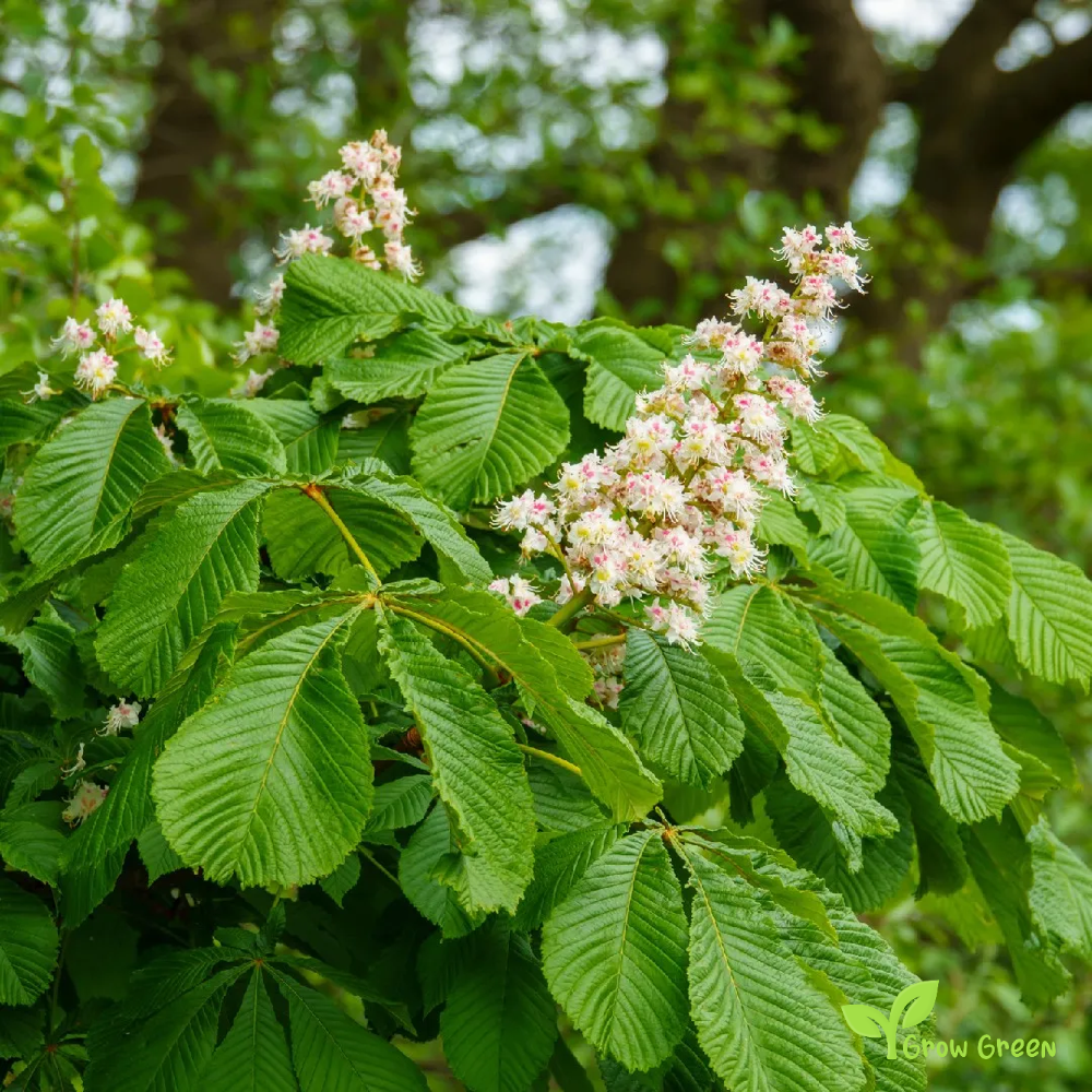 5 seeds Horse Chestnut - AESCULUS HIPPOCASTANUM + Gift 5 seeds Sunflower
