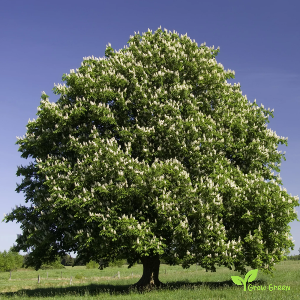 5 seeds Horse Chestnut - AESCULUS HIPPOCASTANUM + Gift 5 seeds Sunflower