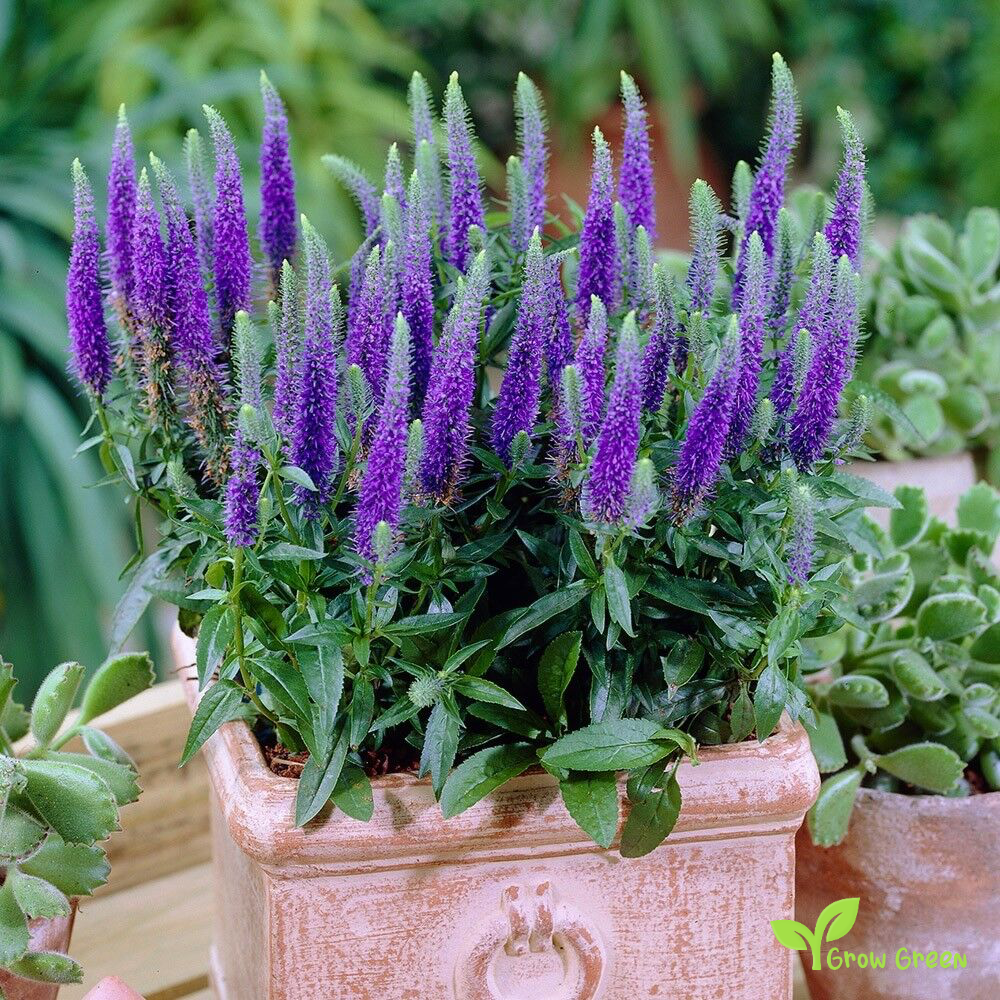 30 seeds of Veronica Spicata - PSEUDOLYSIMACHION SPICATUM Speedwill + Gift 5 seeds of Sunflower