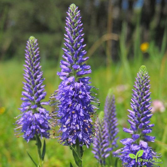 30 seeds of Veronica Spicata - PSEUDOLYSIMACHION SPICATUM Speedwill + Gift 5 seeds of Sunflower