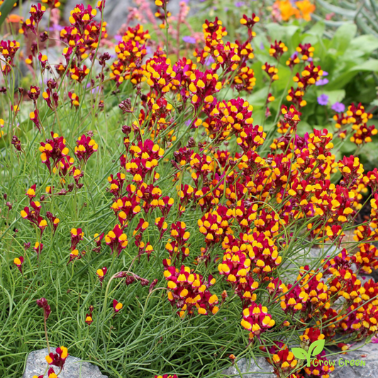 30 seeds of Snapdragon Spanish Dancer - LINARIA RETICULATA CORDOBA + Gift 5 seeds of Sunflower