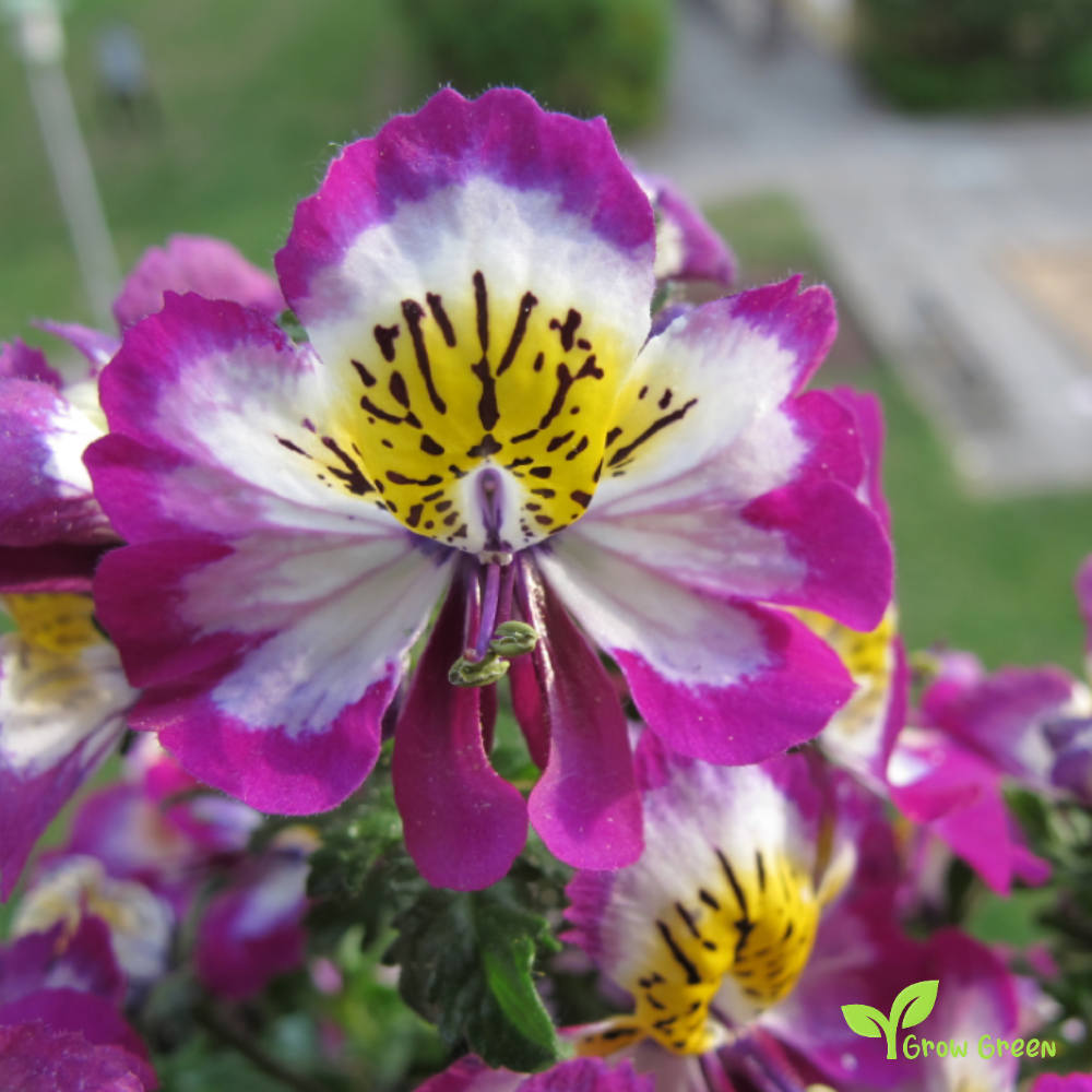 30 seeds of Butterfly Flower - SCHIZANTHUS WISETONENSIS - Angel Wings + Gift 5 seeds of Sunflower