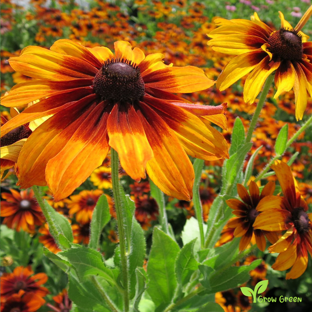 20 seeds of Autumn Forest - Black Eyed Susan - RUDBECKIA HIRTA + Gift 5 seeds of Sunflower