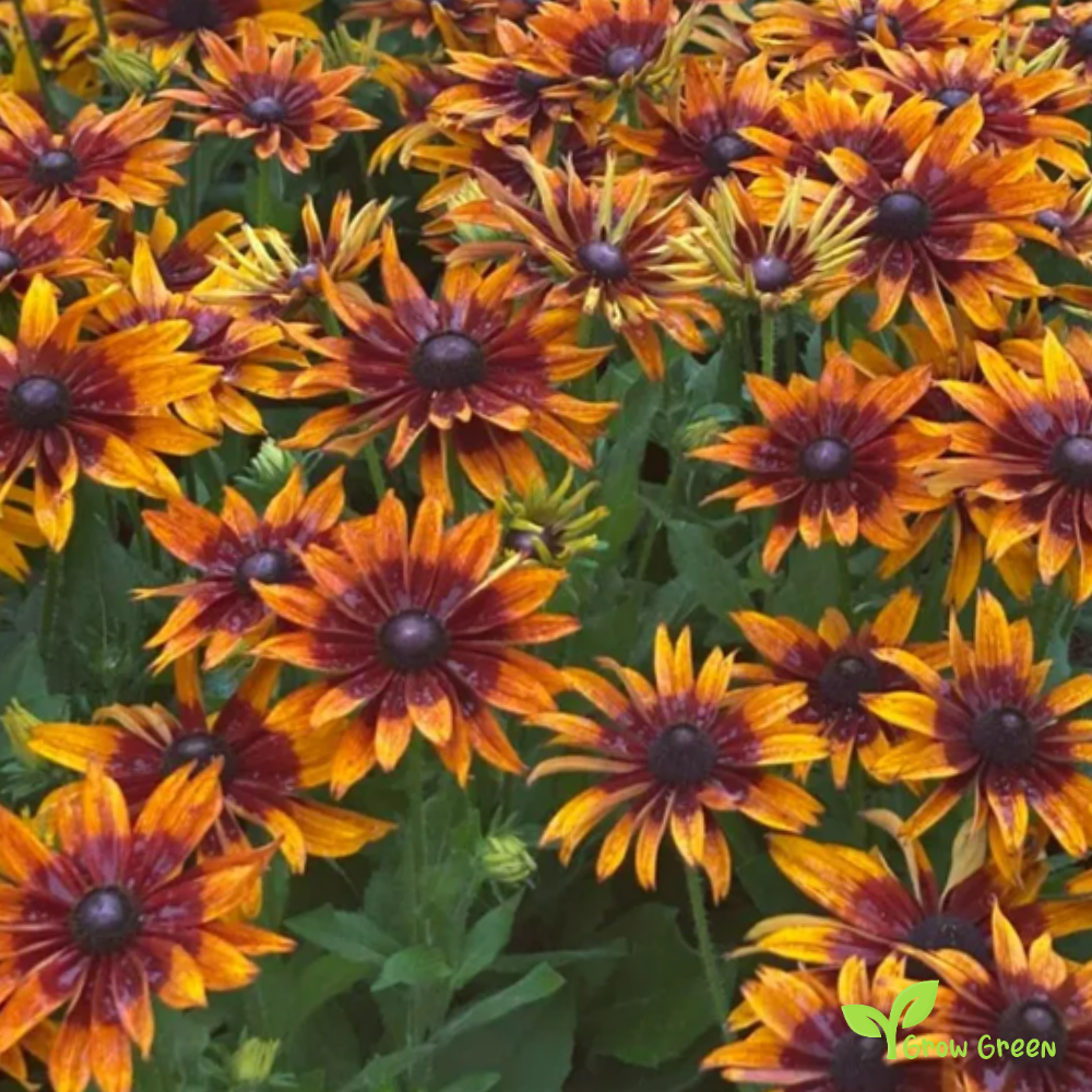 20 seeds of Autumn Forest - Black Eyed Susan - RUDBECKIA HIRTA + Gift 5 seeds of Sunflower