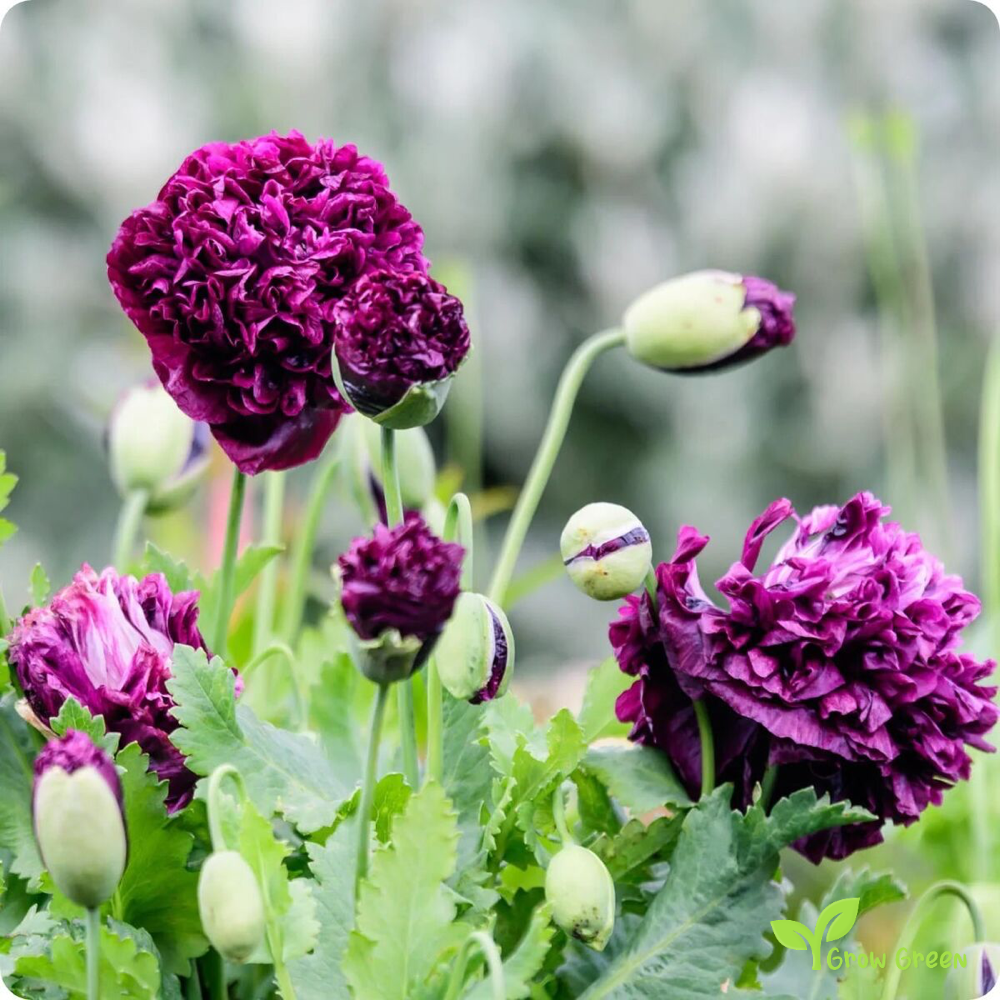10 seeds of Violet Poppy Double Blush - PAPAVER + Gift 5 seeds of Sunflower